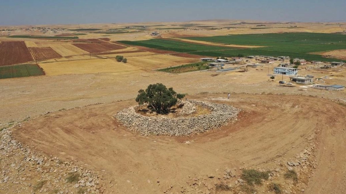Şanlıurfa'da 1332 Yıllık Zeytin Ağacı Susuzluğa Meydan Okuyor
