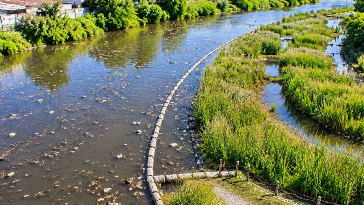 Arjantin'in Kirli Nehri Yeniden Hayat Buluyor: Doğal Arıtma Devrimi