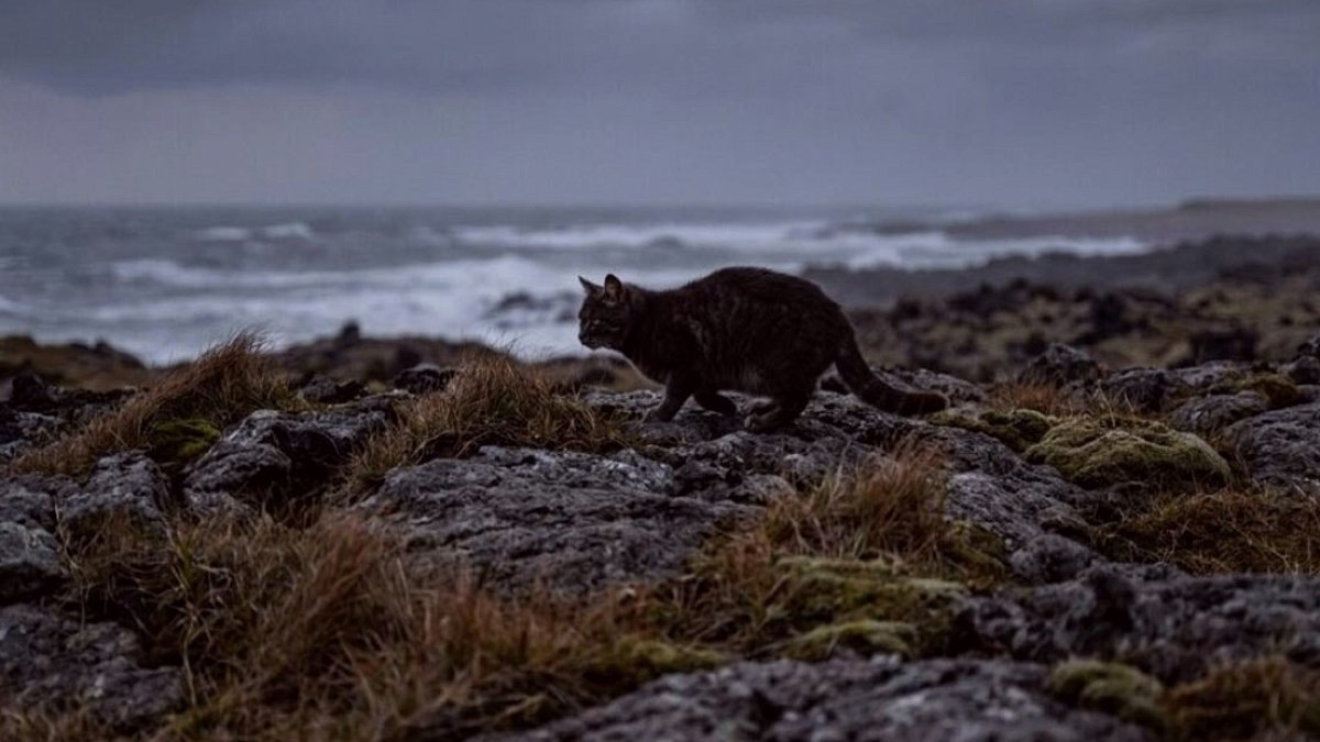 Marion Adası'nda Kedi İstilası: 5 Kediyle Başlayan Felaket
