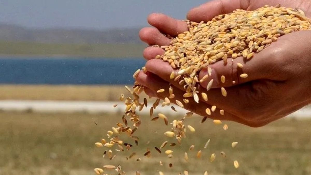 İklim Değişikliği Buğday Fiyatlarını 3 Katına Çıkarabilir: Küresel Gıda Güvenliği Tehdit Altında
