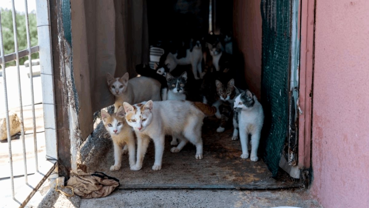 Mersin'de İnsanlık Dışı Koşullar: Evden Yüzlerce Kedi Kurtarıldı