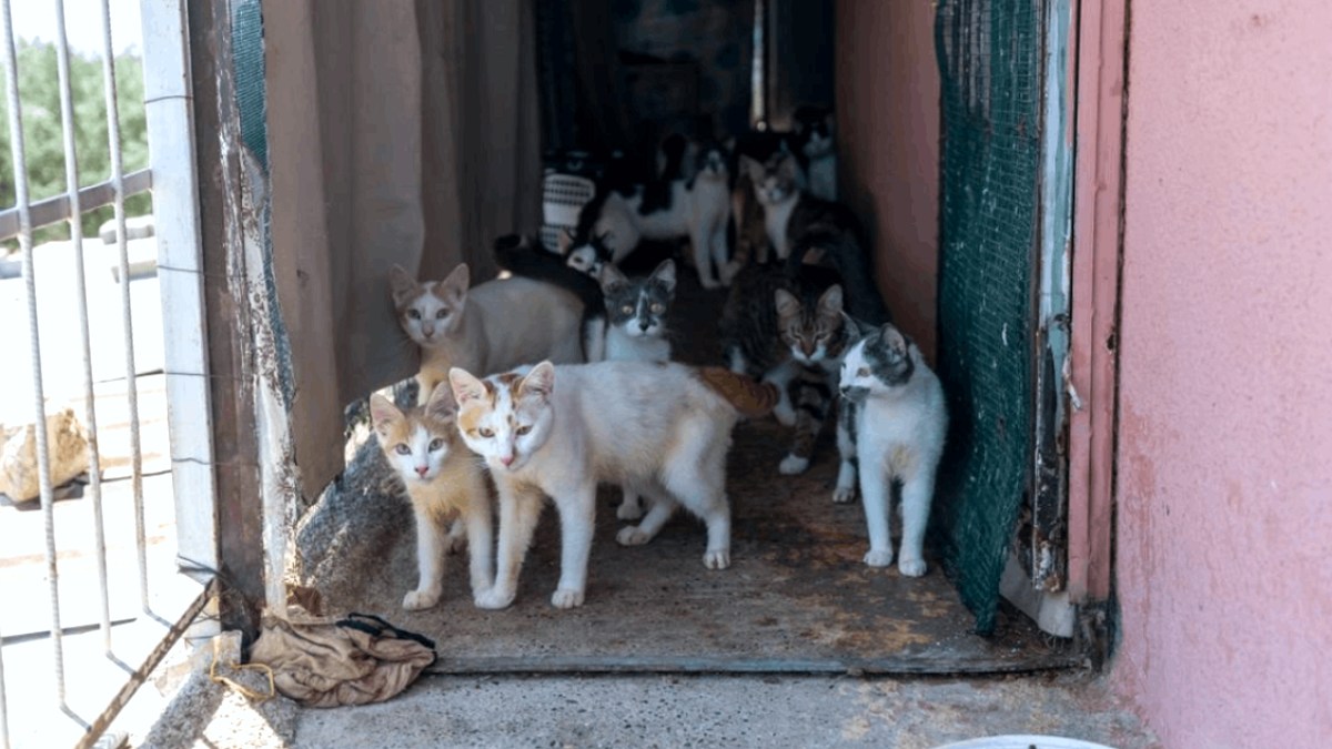 Mersin'de Kötü Koku Paniği: Evden Yüzlerce Kedi Çıktı