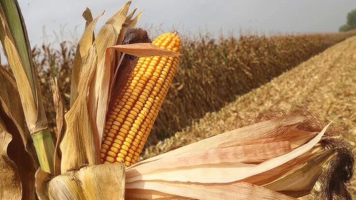 El Nino Etkisiyle Mısır Fiyatları 3 Yılın Zirvesine Tırmandı