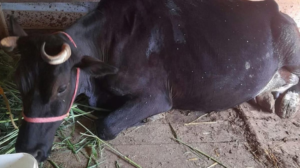 İnek Memesindeki Mermi Çekirdeği, Samsun'daki Cinayeti Aydınlattı