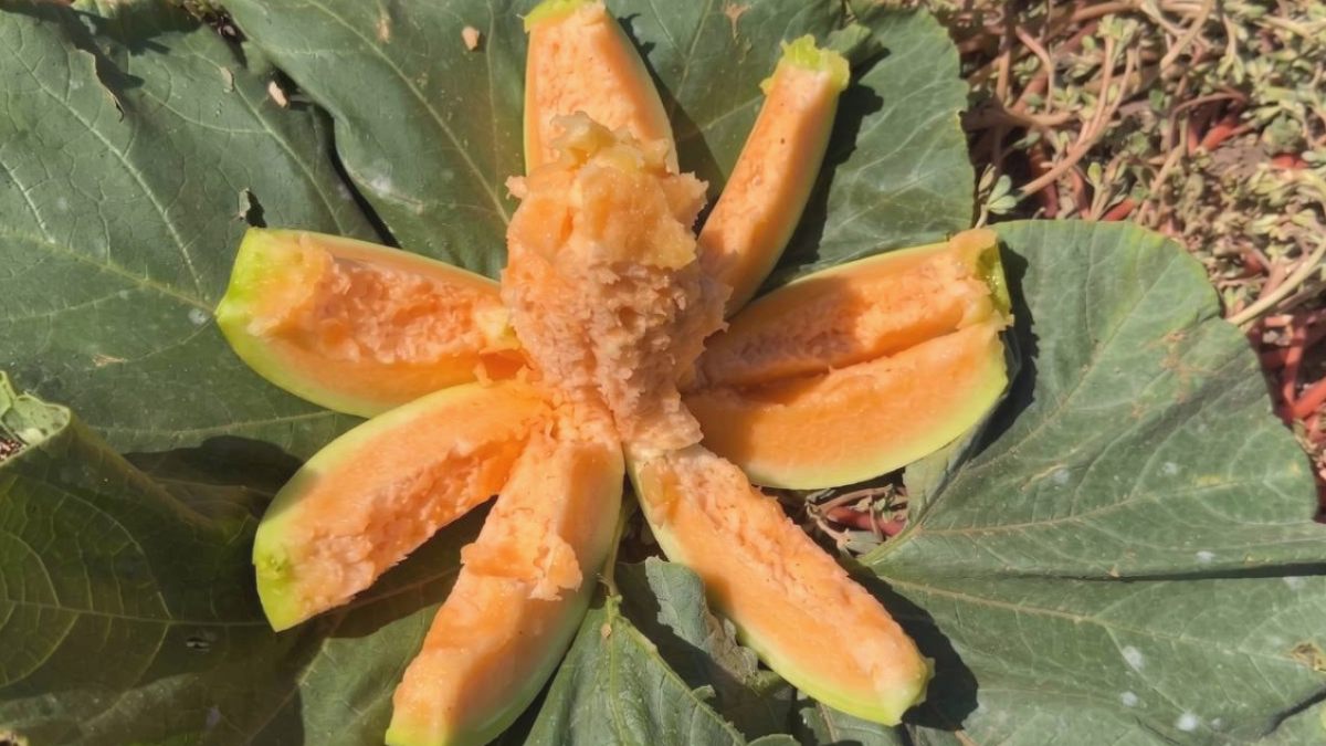 Yozgat'ın "Yer Muzu" Kavunu Fiyatıyla Ağızları Tatlandırıyor