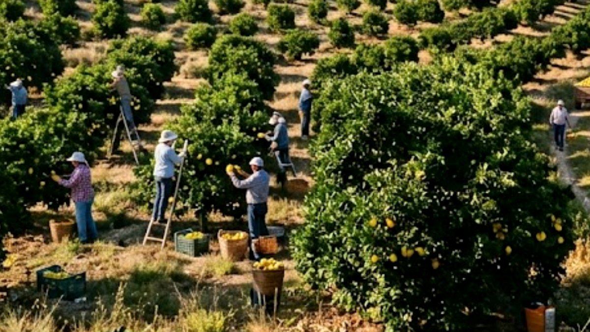 Limon Üreticisi Fiyat Şoku Yaşıyor: Maliyet 10 TL, Satış Fiyatı 5-6 TL