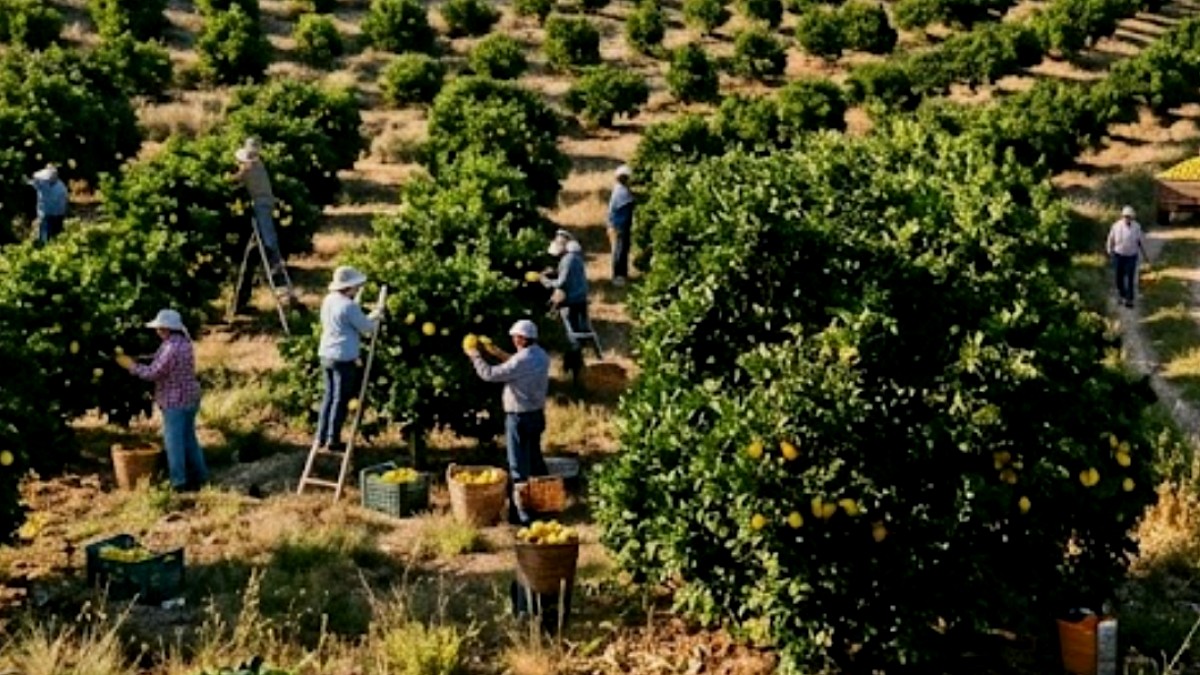 Limon Üreticileri Çaresiz: Maliyet 10 TL, Satış 5-6 TL!