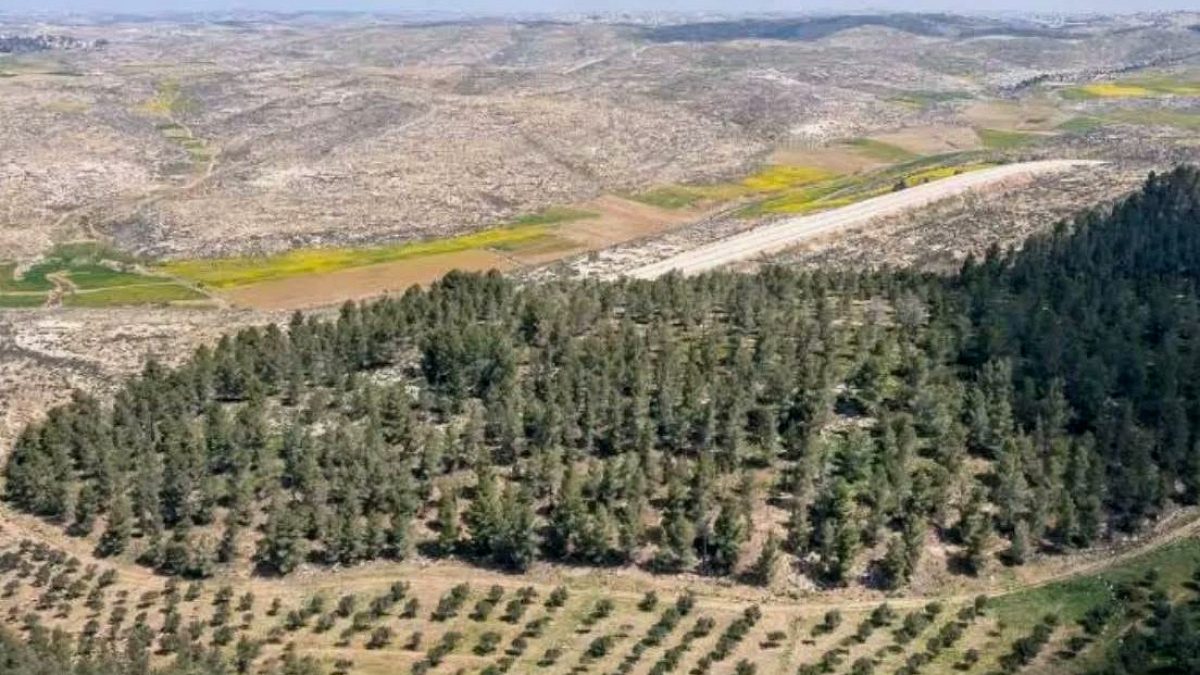 İsrail'in Yapay Ormanı: Çölü Yeşertme Hayali Yerel Isınmaya Yol Açtı