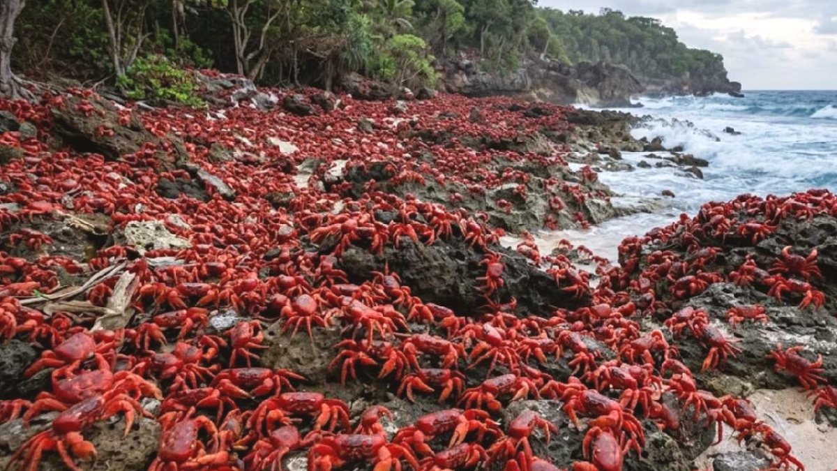 İspanya'da 52 Yıl Önce Salınan Yengeçler Ekolojik Kabusa Dönüştü