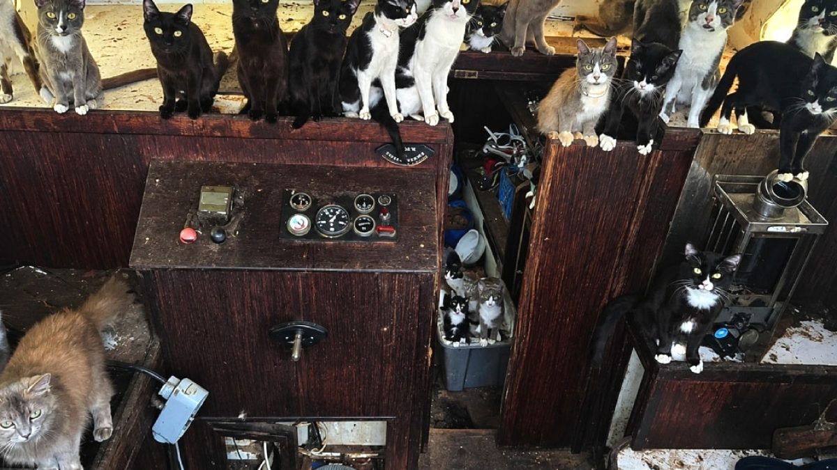 Terk Edilmiş Teknede İnanılmaz Keşif: 60 Kedi Kurtarıldı