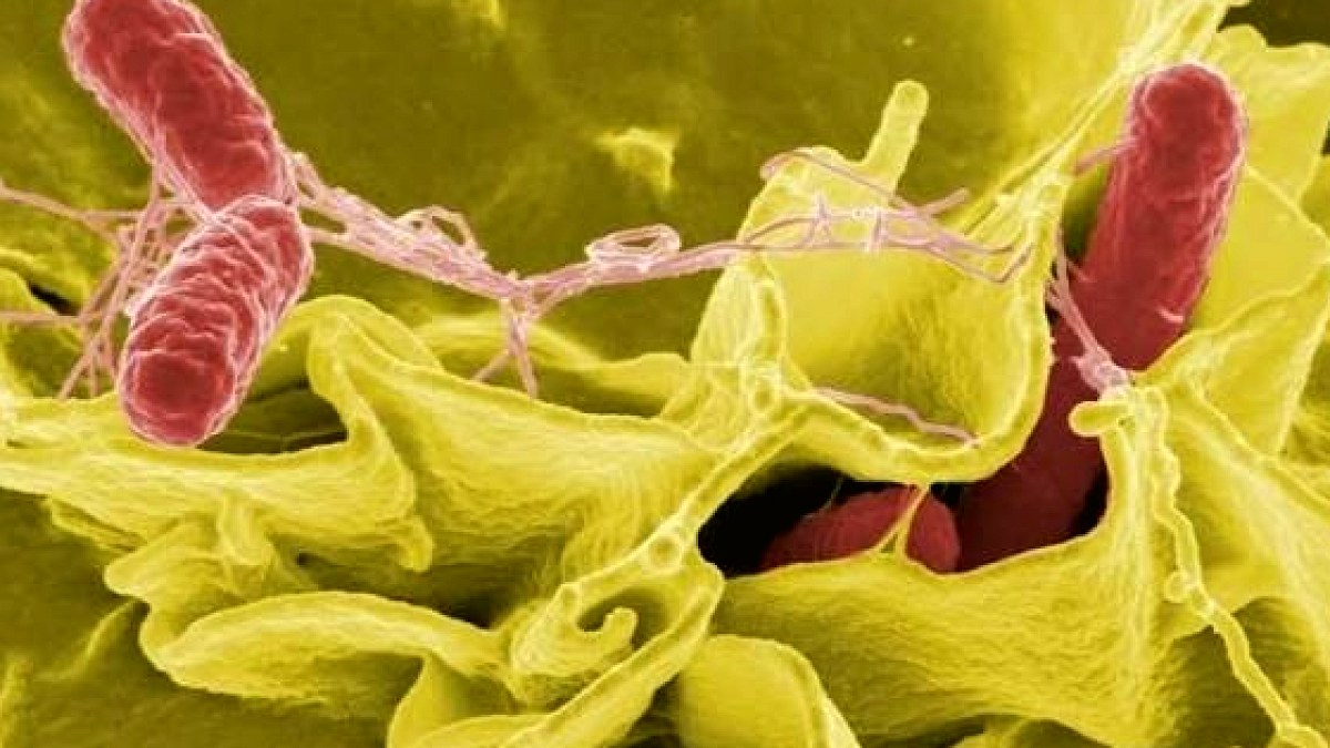 İngiltere'de Salmonella Salgını Yayılıyor: Vaka Sayısı Artıyor, 2 Kişi Hayatını Kaybetti