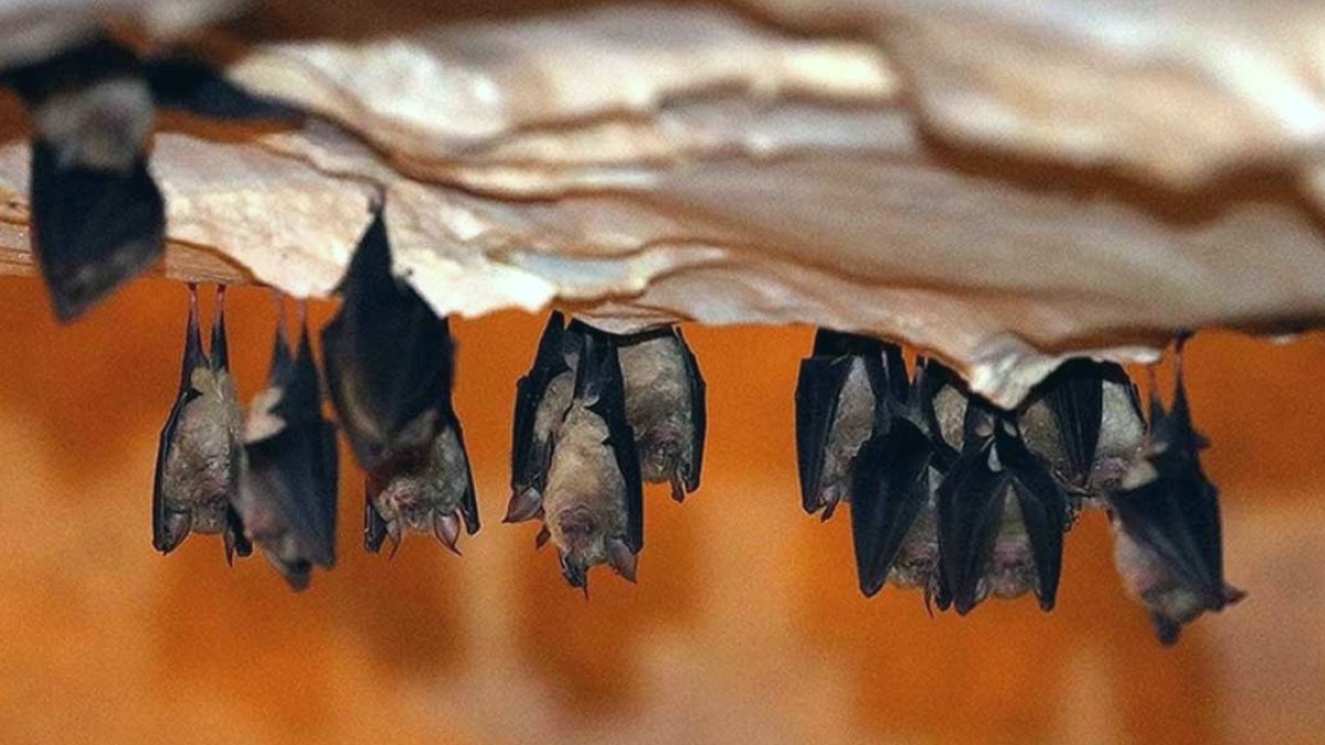 Dünya Yarasaları Gözlemlemek İçin Buluşuyor: 38 Ülke Işıkları Yakıp Bekleyecek