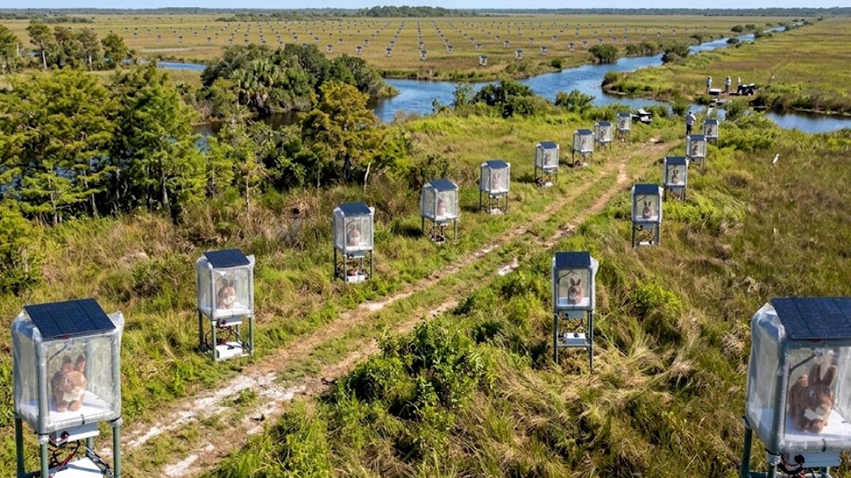 Everglades'te Piton Avı: Robot Tavşanlar Görev Başında