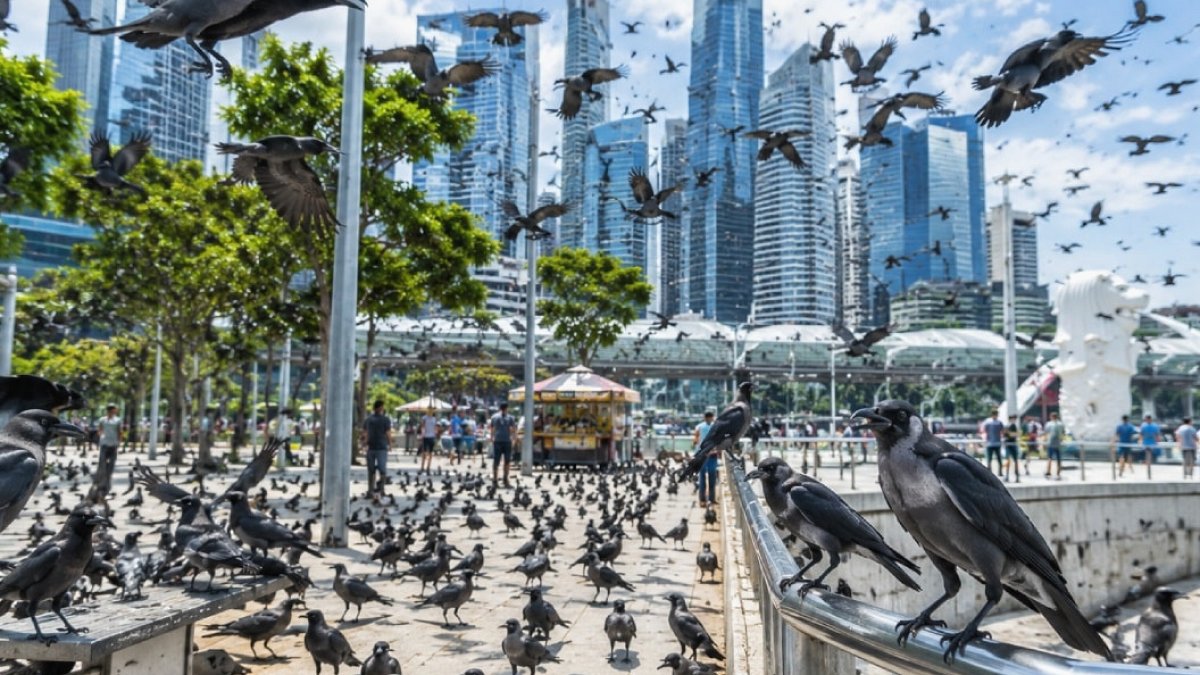 Singapur'da Karga İstilasına Karşı Silahlı Mücadele Genişliyor