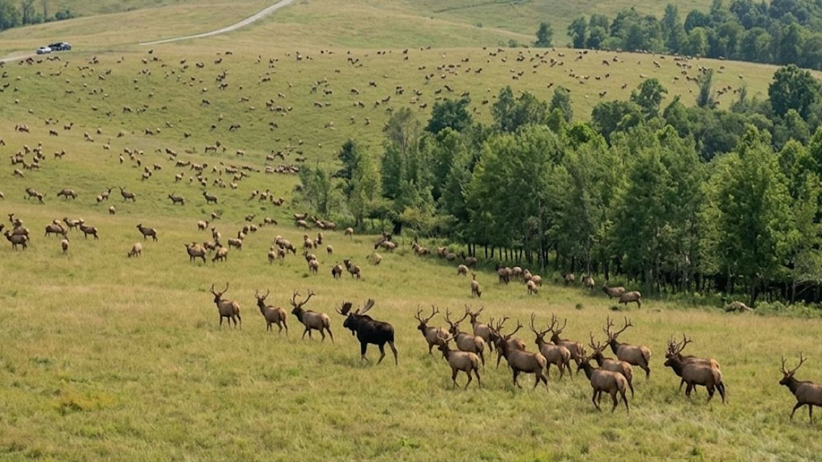 Eski Kömür Madenleri Geyikler İçin Yeni Vahşi Yaşam Alanı Oldu