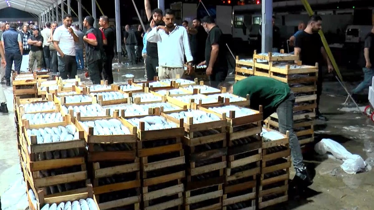 Marmara'da Balıkçılar Sevinçle Karşıladı: Son 20 Yılın En Bol Palamut Avı