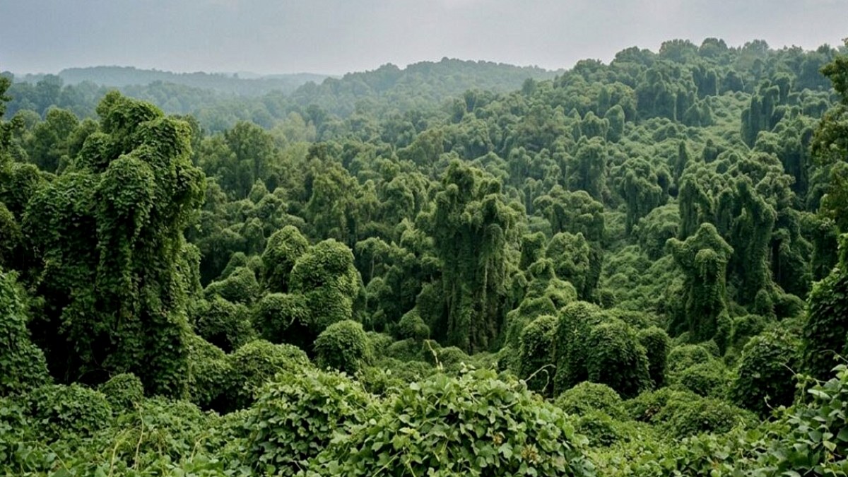 Erozyon İçin Getirildi, 3 Milyon Hektarı Esir Aldı: Kudzu'nun İstilası Sürüyor