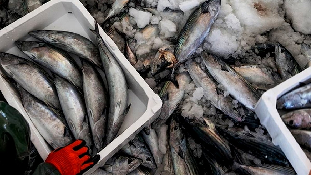 İstanbul'da Balık Avı Sezonu Bereketiyle Açıldı