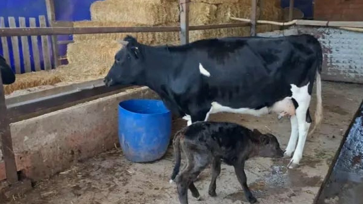 Ormanda Kaybolan Gebe İnek, Sürpriz Bir Dönüşle Yavrusuyla Geri Döndü