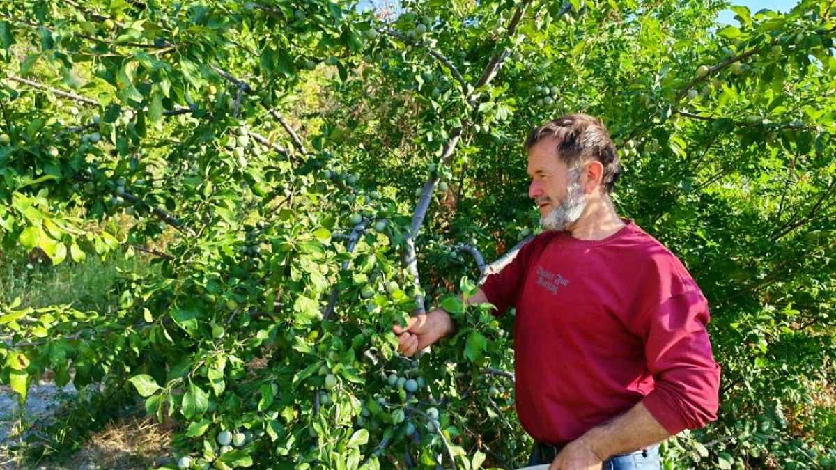 Demirci'nin 140 Yıllık Mirası: 'Yeşil Altın' Erik Hasadı Başladı