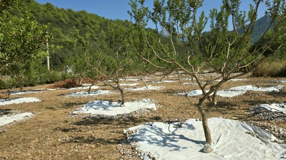 Muğla'da Altın Değerinde Hasat: Sakız Ağaçlarından Kilogramı 35 Bin Liraya Ürün Alınıyor