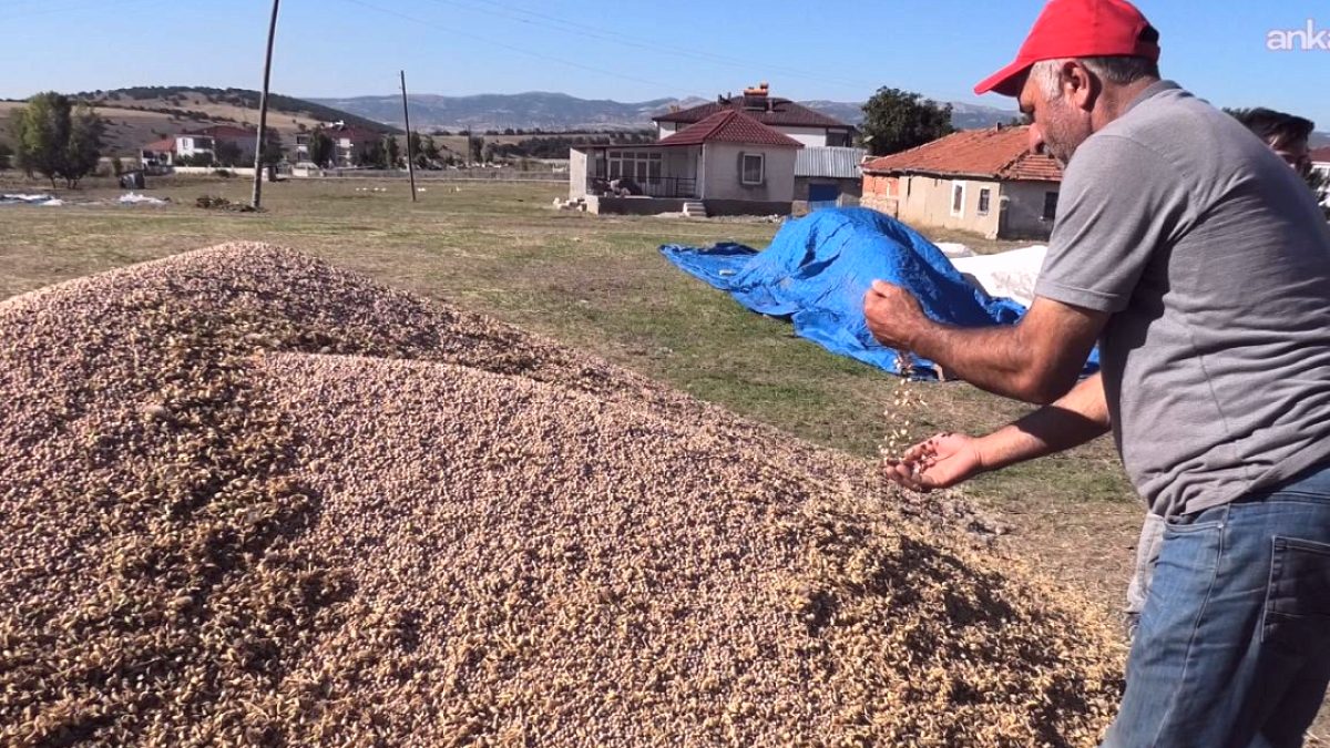 Çiftçilere Üretim Dersi: Dolu Vurdu, Sigorta Ödemedi, Dönüm Dönüm Zarar