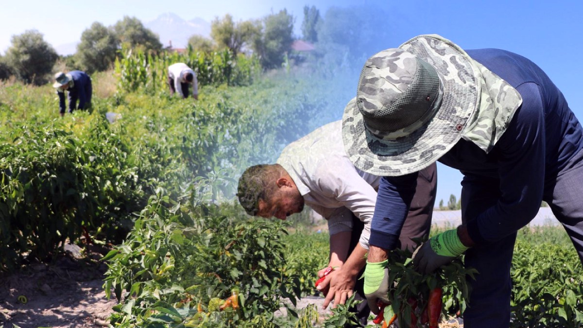 Cırgalan Biberinde Rekolte Patlaması: Fiyatlar El Yakacak