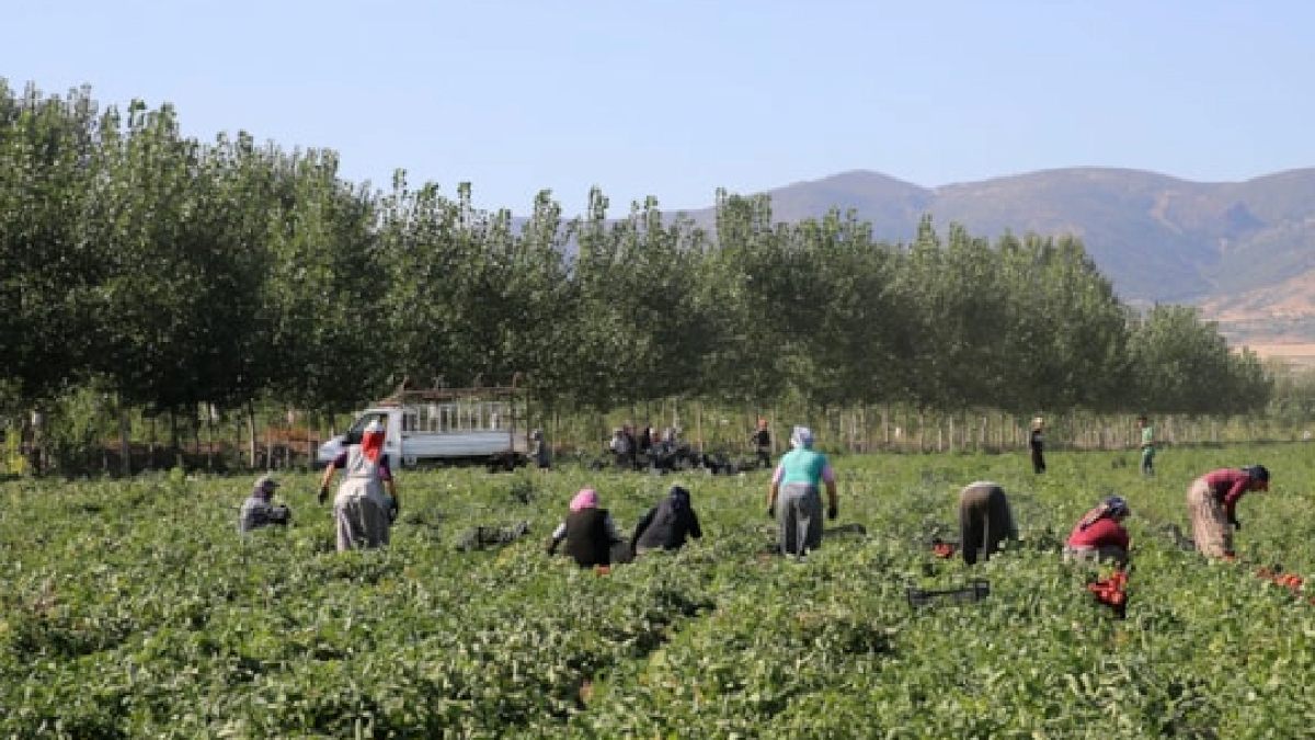 Yeşilhisar'ın Güneşle Kuruyan Domatesleri 91 Ülkeye İhracatta