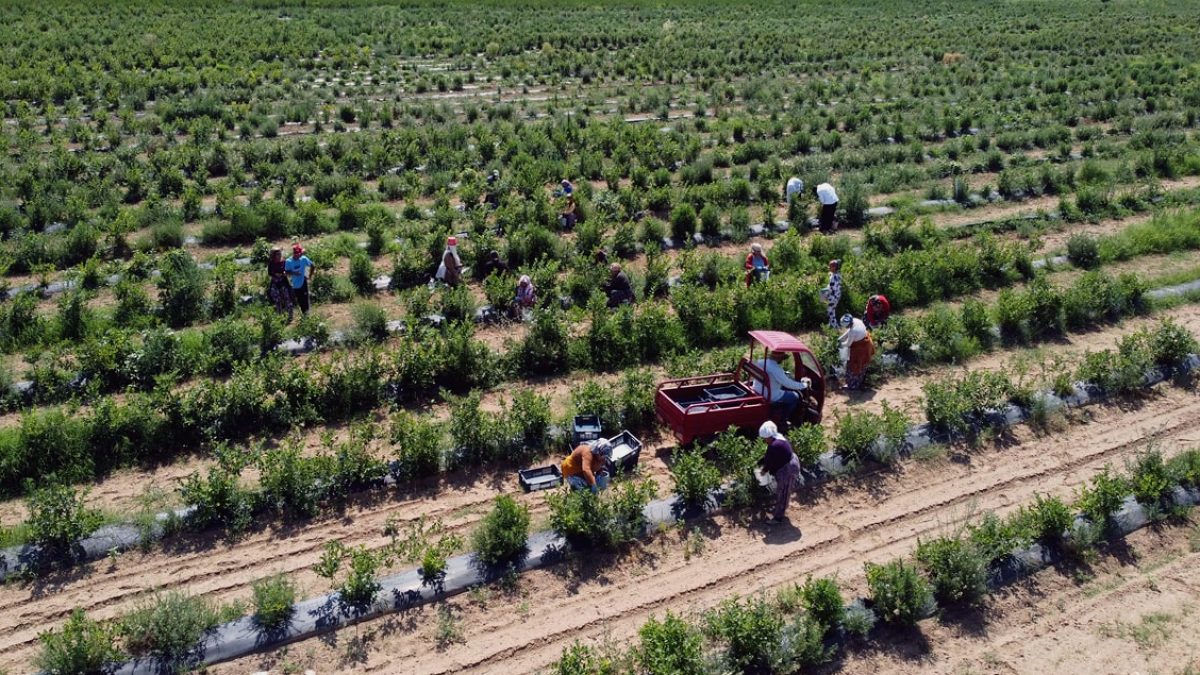Kalp Dostu 5 Kırmızı ve Mor Mucize: Sağlığınıza Yatırım Yapın