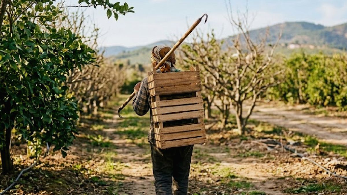 Limon Fiyatlarındaki Uçurum: Tarladan Market Raflarına Destansı Fiyat Artışı