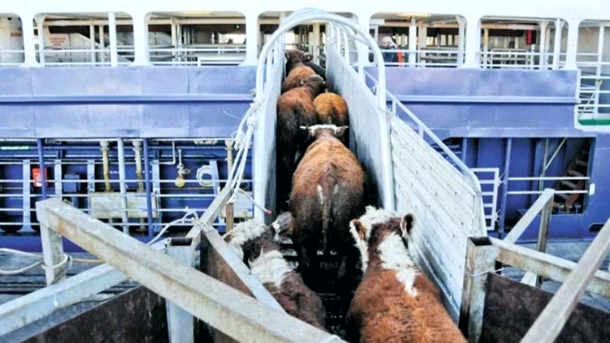 Türkiye'nin Et Sektöründeki İthalat Bağımlılığı Brezilya'yı Sevindiriyor