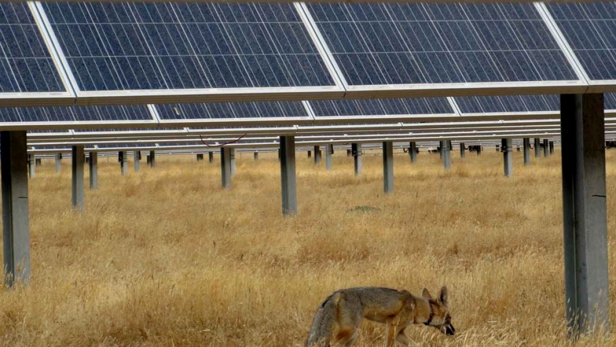 Güneş Enerjisi Santralleri, Nesli Tükenmekte Olan Tilkiler İçin Güvenli Sığınak Oldu
