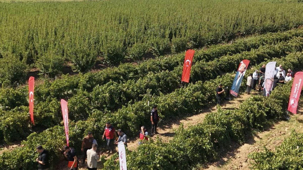 Hatay'da Rekor Üzüm Hasadı: Hassa İlçesinden Türkiye'ye Yetecek Miktar