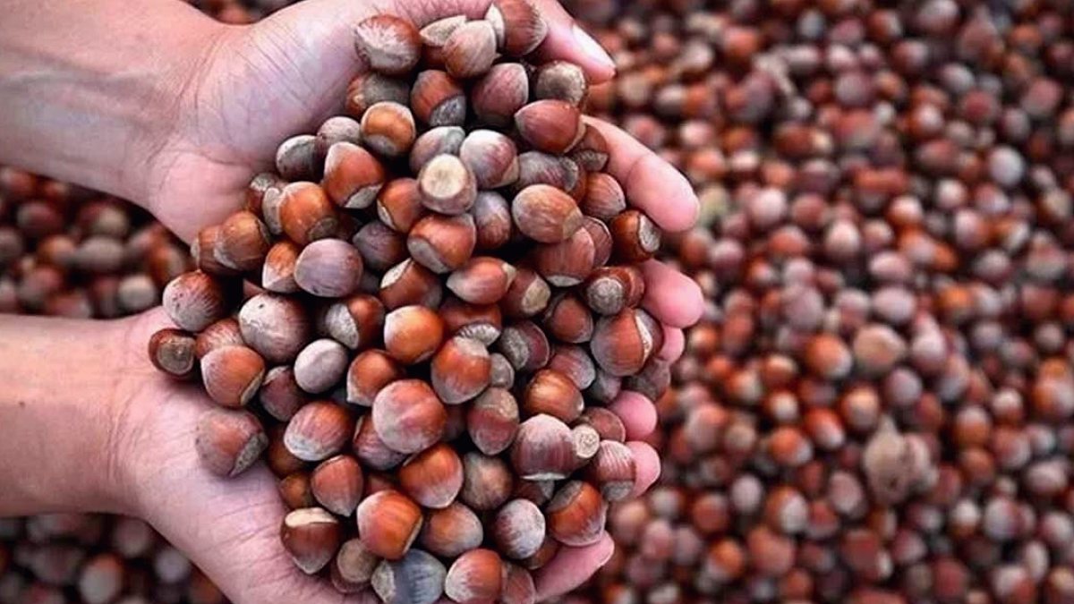 Fındık Piyasasında Denetim Başladı: Bakanlık Müfettişleri Görevde