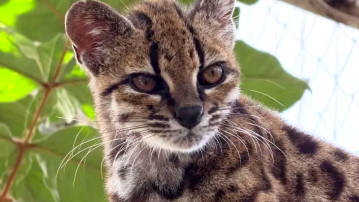 Bolivya Ormanlarında Yeni Bir Vahşi Kedi Türü Keşfedildi