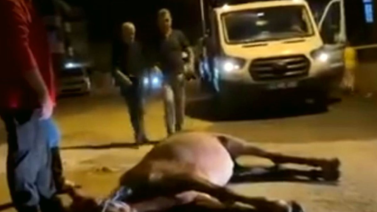 Edirne'de Yük Atına Şiddet Uygulayan İki Kişi Gözaltına Alındı