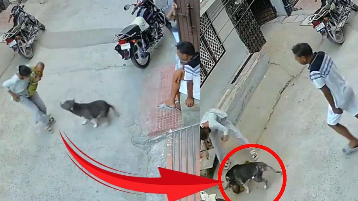Hindistan'da Bebek Pitbull Saldırısıyla Hayati Tehlike Atlattı