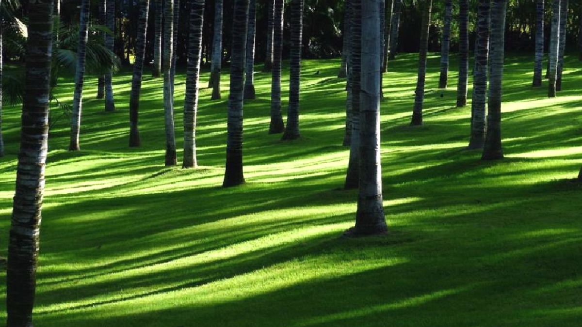 Çin'in Devasa Ağaçlandırma Projesi Beklenmedik Sonuçlar Verdi