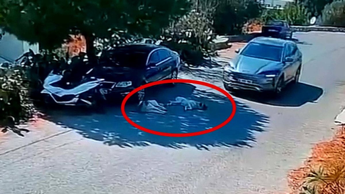 Bodrum'da Köpeklerin Üzerinden Araba Geçti: Savcılık Harekete Geçti