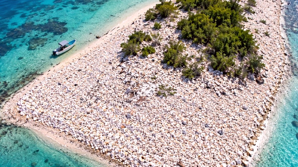 Fiji'de Deniz Kabukları 3 Bin Metrekarelik Bir Adayı Oluşturdu