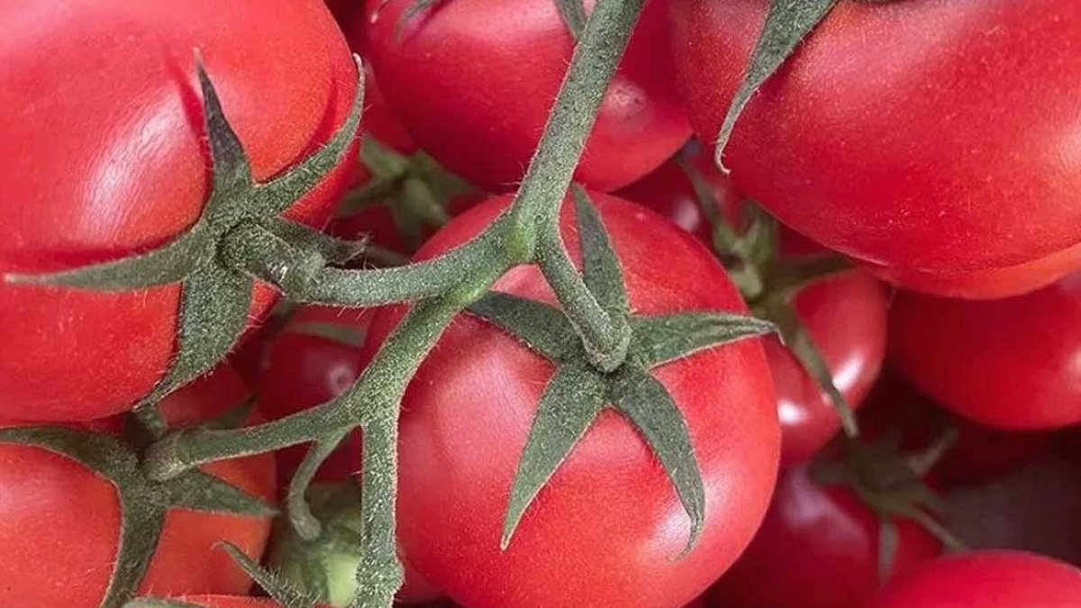 Almanya'da Domates Testi: Organikler Temiz, Geleneksel Ürünlerde Pestisit Şoku