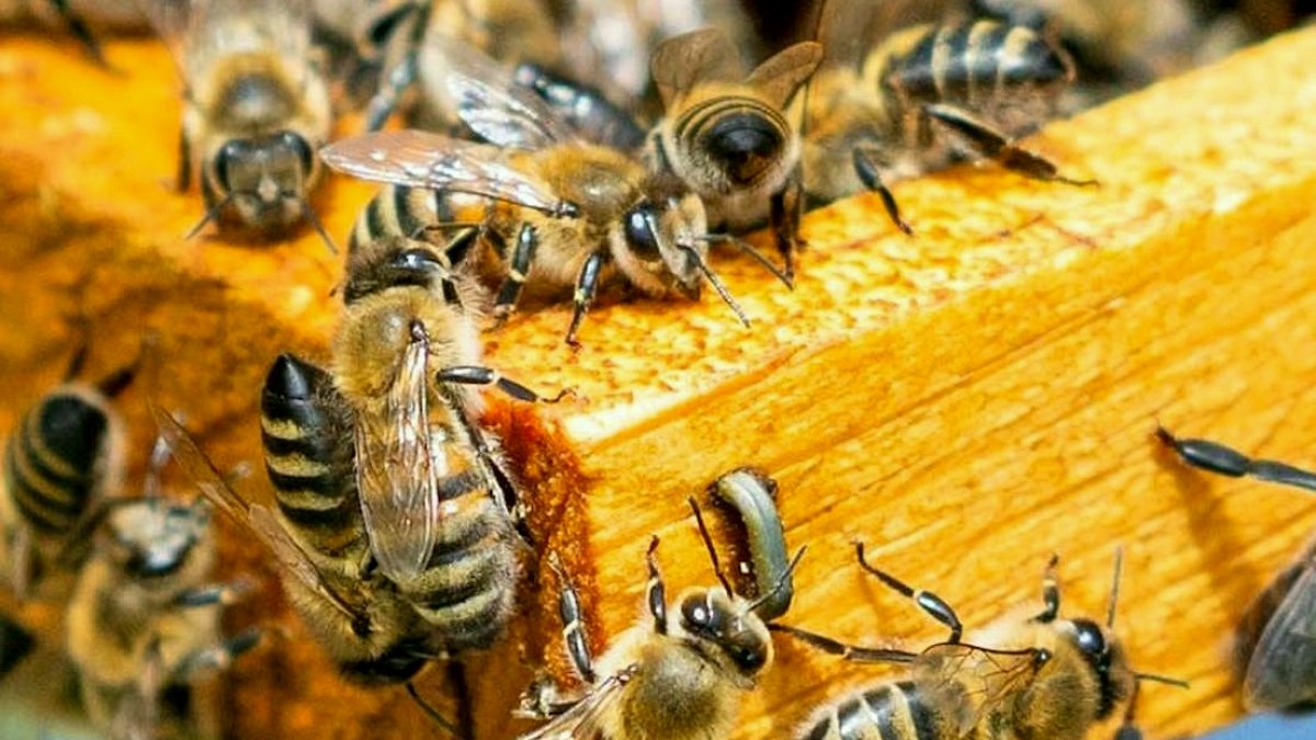 Uzayda İmkansızı Başardılar: 3300 Arı Bir Haftada Petek İnşa Etti