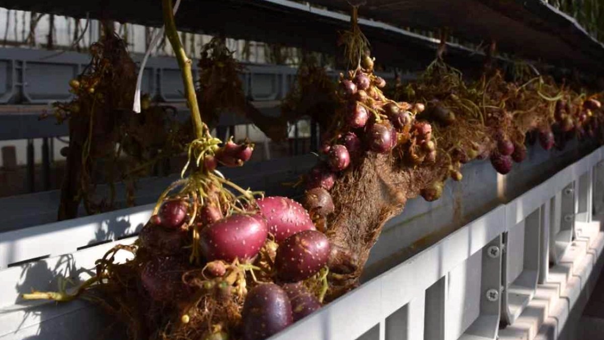Topraksız Tarım Devrimi: Türkiye'de Patates Tohumunda İmkansız Başarı
