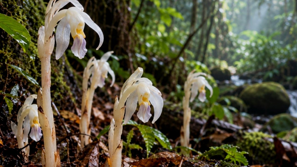 Ormanın Gizemli Sakini: Yapraksız ve Klorofilsiz Hayalet Orkide Keşfedildi