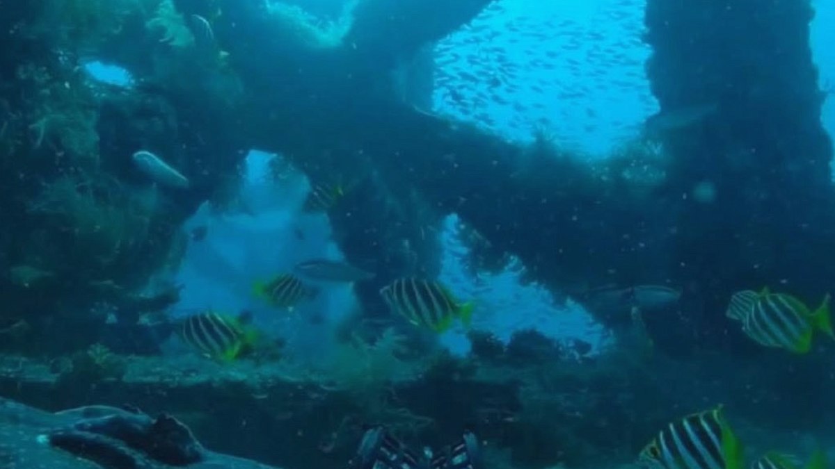 Batı Avustralya'da Yapay Resifler Deniz Yaşamını 5 Kat Artırdı