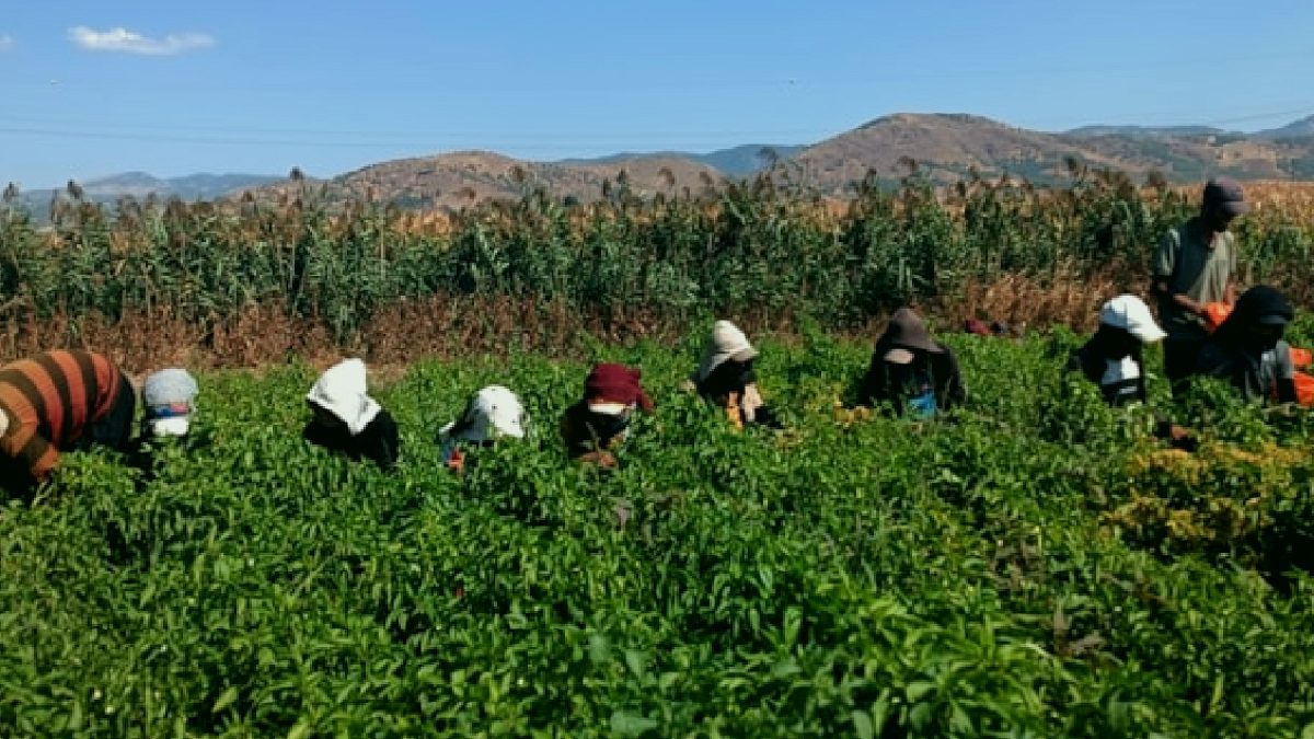 Edirne'nin Nadide Acı Biberi Kurudu: Kilosu 3 Bin Liraya Alıcı Buluyor