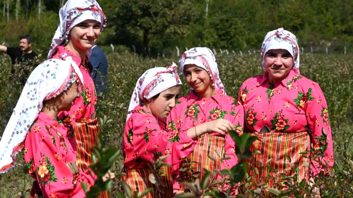 Kastamonu'da 'Süper Meyve' Aronya, Atıl Tarlaları Altına Çevirdi