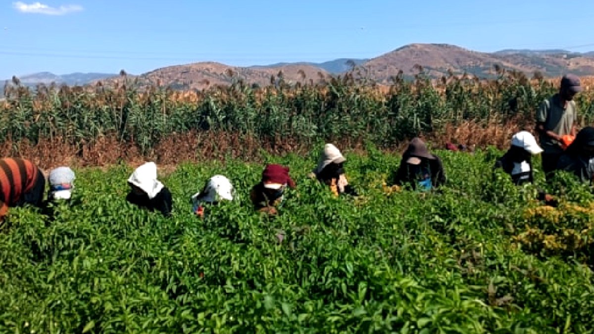Edirne'nin Nadide Acı Biberi 3 Ayda Pişti, Kilosu 3 Bin Liradan Alıcı Buluyor