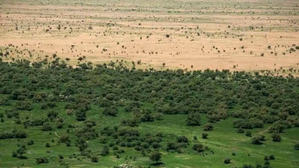 Afrika'da Çölleşmeyle Savaş: 11 Ülke Dev Bir Yeşil Kuşak Oluşturuyor