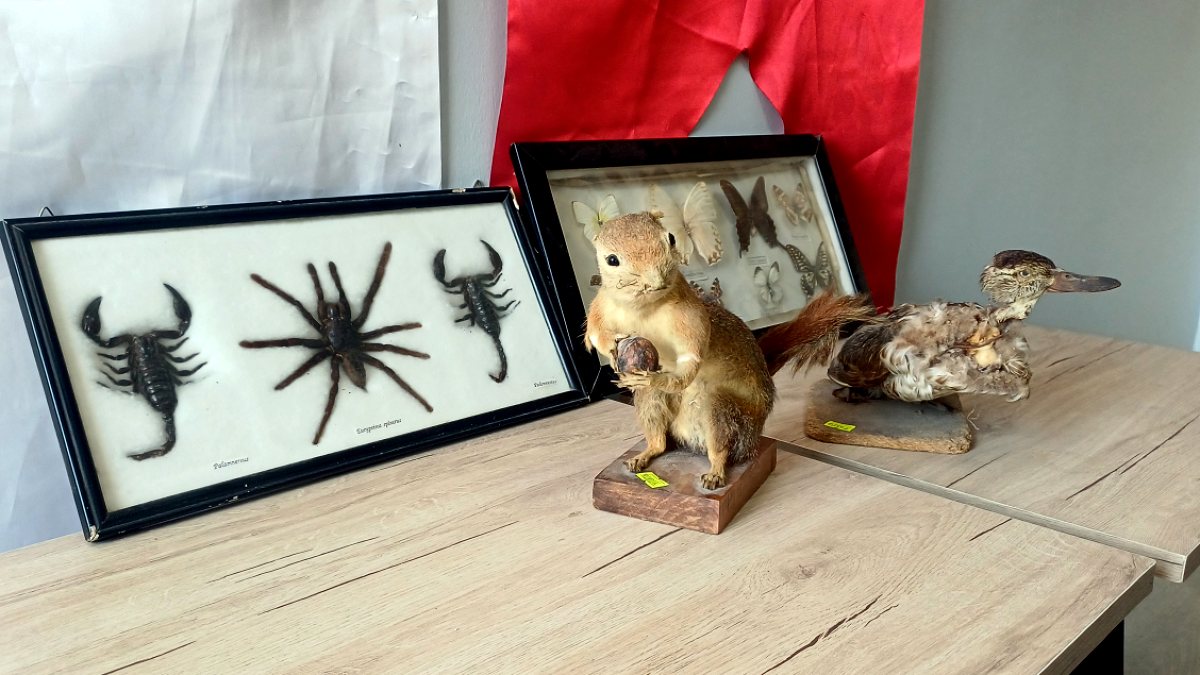 Aksaray'da Yaban Hayatı Kaçakçılığına Büyük Darbe: Tahnitli Vahşi Yaşam Ele Geçirildi